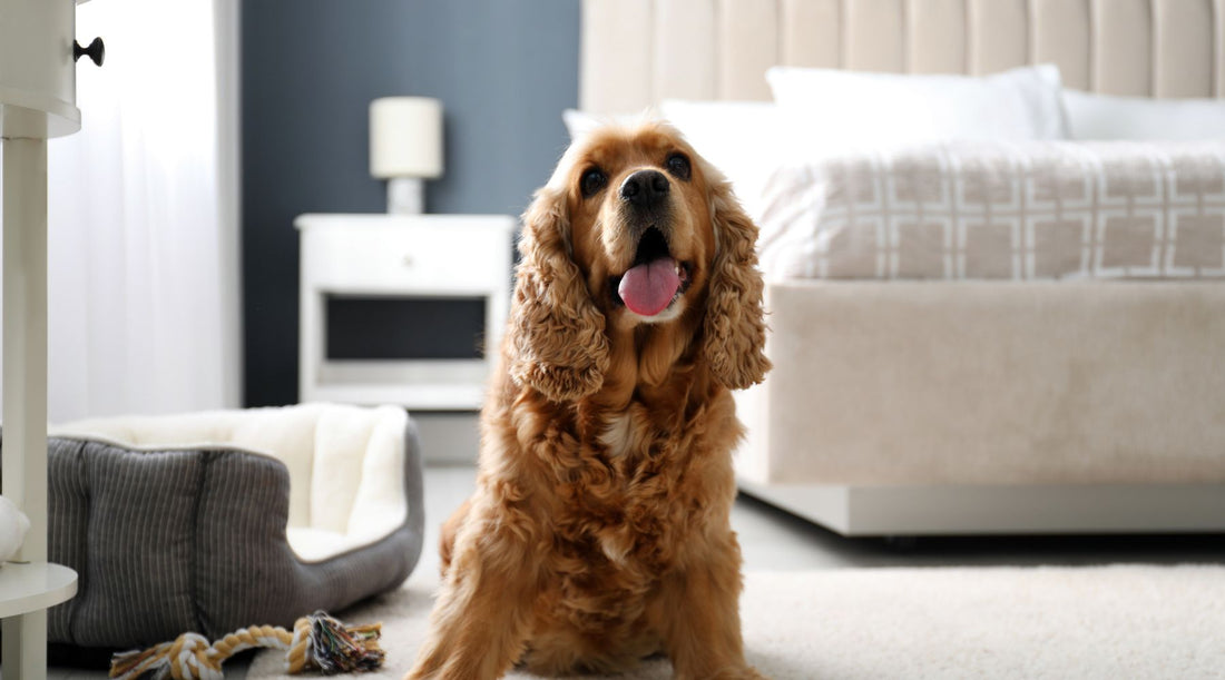 10 popular pet-friendly hotels in Nashville, TN