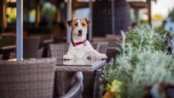 Where to Take Your Dog in Nashville: 150+ Pet-Friendly Patios & Restaurants - Luv the Paw