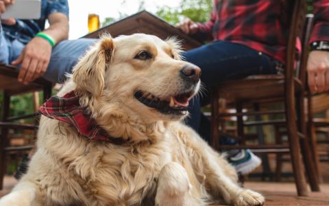 Sip & Stay: 4 Dog-Friendly Breweries in Nashville, TN for You and Your Pup - Luv the Paw