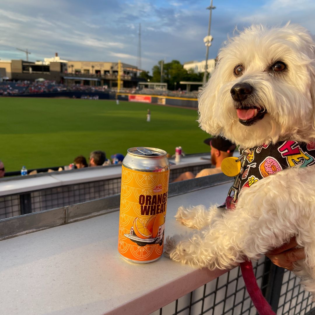 Pet Friendly Spring & Summer Events, Festivals & Markets - Nashville - Luv the Paw