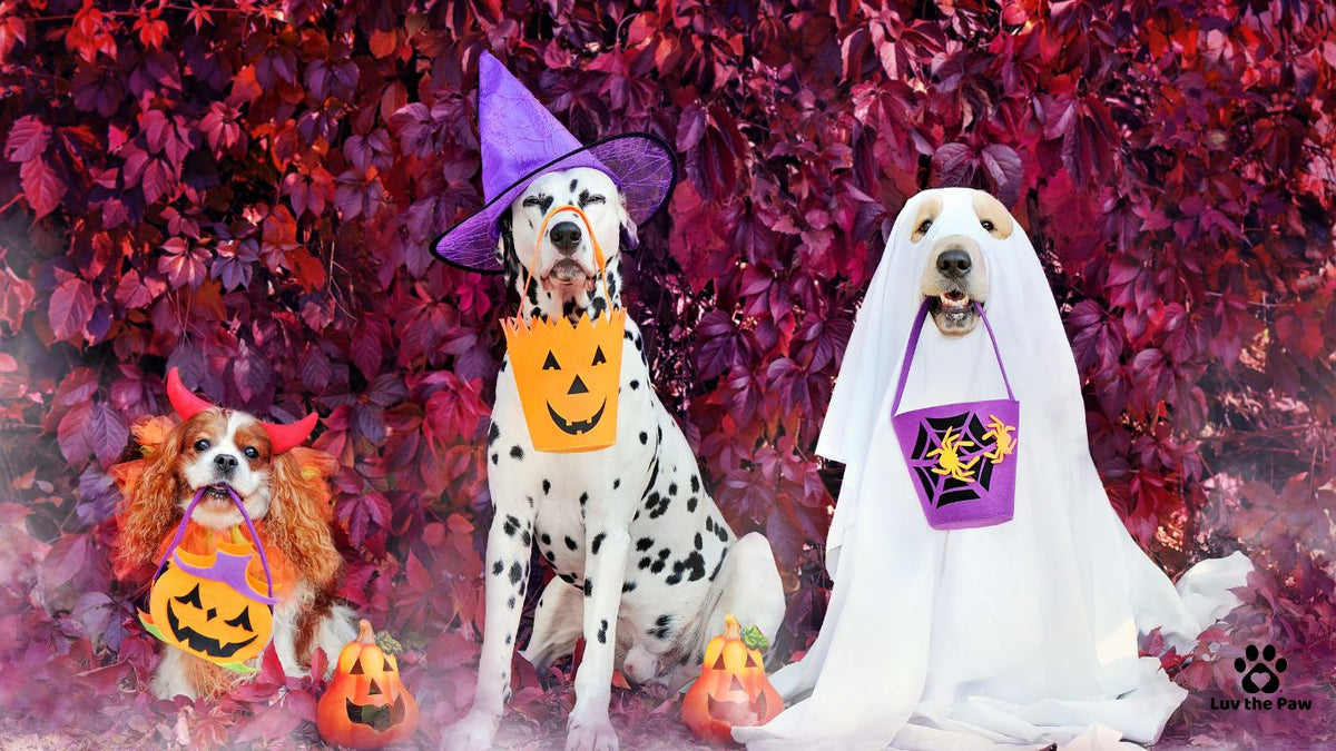 How to Throw a Dog-Friendly Halloween Bash: Featured on Rent.com - Luv the Paw