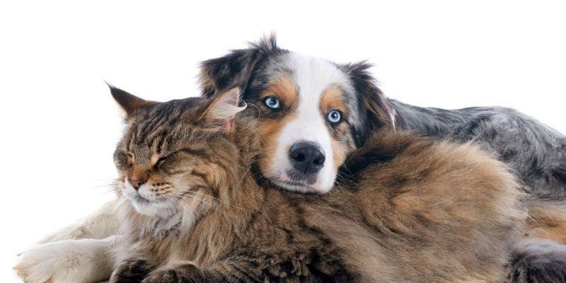 May is for Pet Moms - Luv the Paw