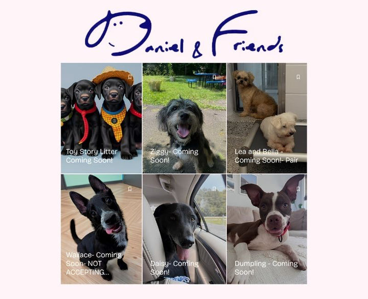Daniel & Friends Dog Rescue